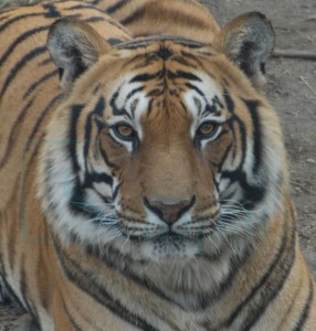 tiger_closeup